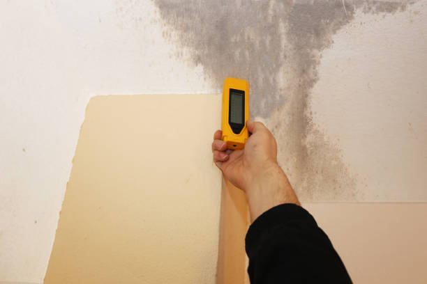  Hawaiian Gardens, CA Mold Removal Pros