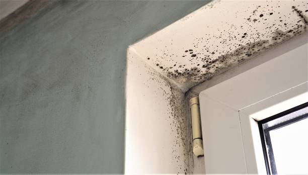 Best Post-Remediation Verification Testing  in Hawaiian Gardens, CA